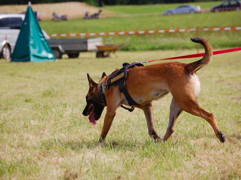 Search and rescue dog wearing a harness